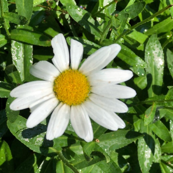 Meet your Posher, Stacy - Picture 2 of 4